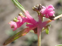 Gisekia pharnaceoides