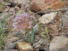 Allium platycaule