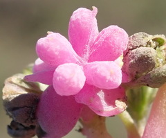 Gisekia pharnaceoides