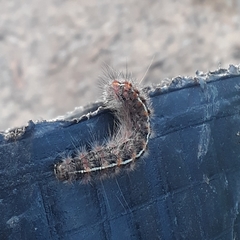 Lepidoptera