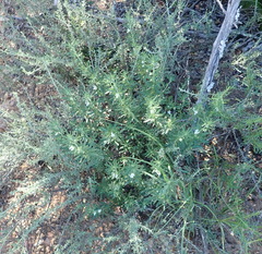 Teucrium africanum