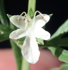 Teucrium africanum