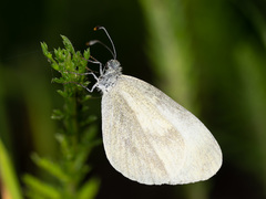 Dismorphiinae