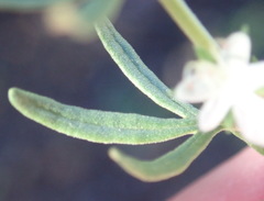 Teucrium africanum