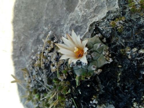Turbinicarpus schmiedickeanus