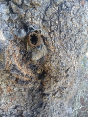 Nannotrigona testaceicornis