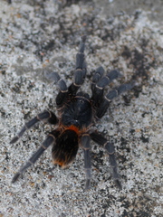 Homoeomma uruguayense