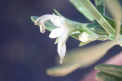Teucrium africanum