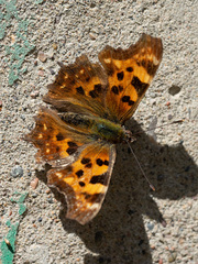 Polygonia c-album