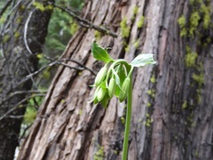Lilium washingtonianum