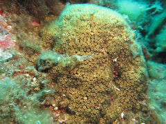 Cladocora caespitosa