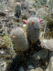Mammillaria pottsii
