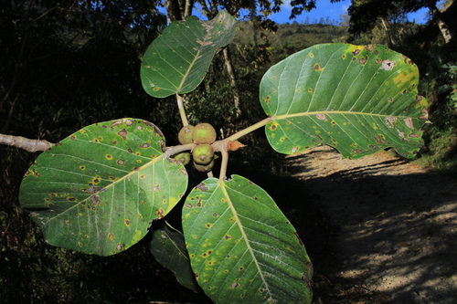 Ficus aguaraguensis
