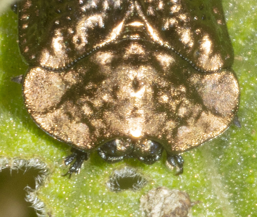 Chlamydocassis ruderaria