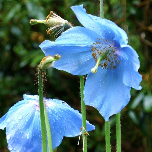 Meconopsis