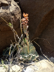 Echeveria strictiflora