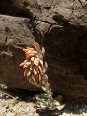 Echeveria strictiflora