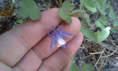 Aquilegia saximontana