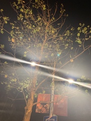 Platanus × hispanica