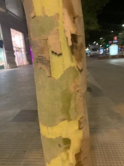 Platanus × hispanica