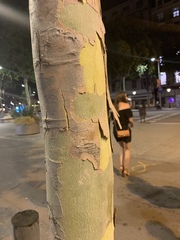 Platanus × hispanica