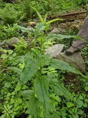 Scrophularia lanceolata