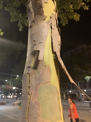 Platanus × hispanica