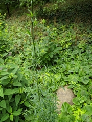 Scrophularia lanceolata