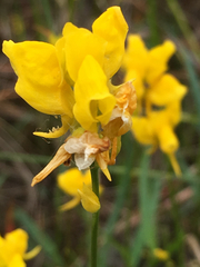 Utricularia juncea