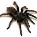 Santa Catalina Mountain Tarantula - Photo (c) Chris A. Hamilton, Brent E. Hendrixson, Jason E. Bond, some rights reserved (CC BY)