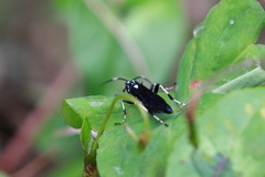 Hymenoptera