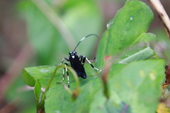 Hymenoptera
