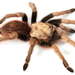 Aphonopelma chalcodes - Photo (c) Chris A. Hamilton, Brent E. Hendrixson, Jason E. Bond,  זכויות יוצרים חלקיות (CC BY)