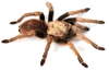 Desert Blonde Tarantula - Photo (c) Chris A. Hamilton, Brent E. Hendrixson, Jason E. Bond, some rights reserved (CC BY)