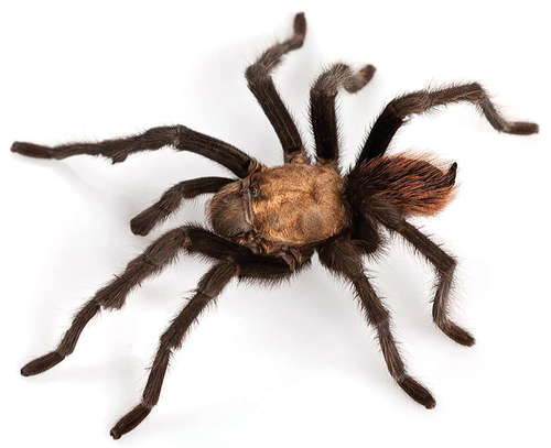 Desert Blonde Tarantula