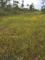 Utricularia juncea