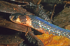 Black Coral Snake photo 3