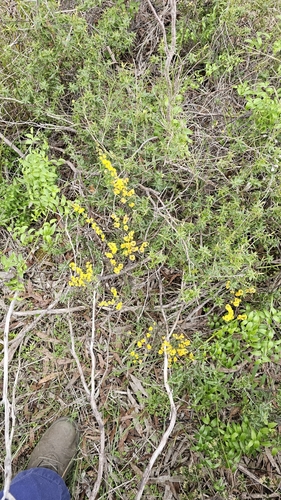 Image of Acacia spinescens by (c) Rosalie Lawrence, some rights reserved (CC BY)