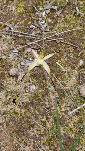 Image of Caladenia brumalis by (c) Rosalie Lawrence, some rights reserved (CC BY)