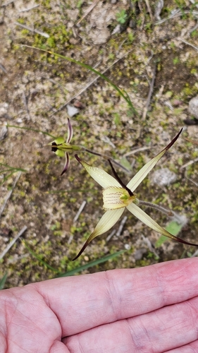 Image of Caladenia brumalis by (c) Rosalie Lawrence, some rights reserved (CC BY)