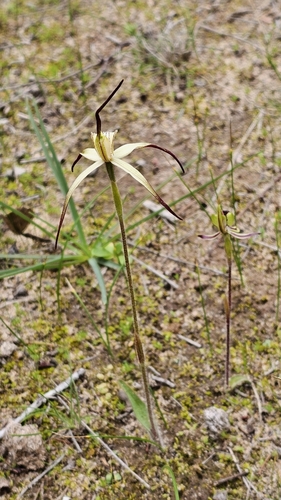 Image of Caladenia brumalis by (c) Rosalie Lawrence, some rights reserved (CC BY)