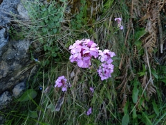 Erysimum linifolium