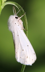Spilosoma urticae