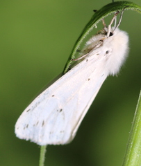 Spilosoma urticae