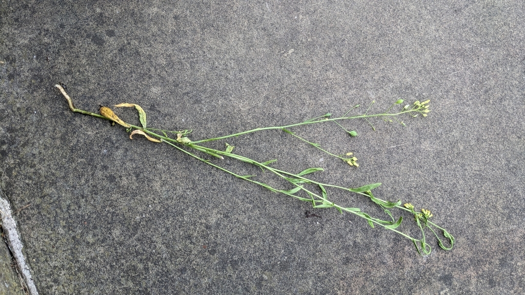 Camelina sativa; photograph (c) gill_ryenats, some rights reserved (CC BY)