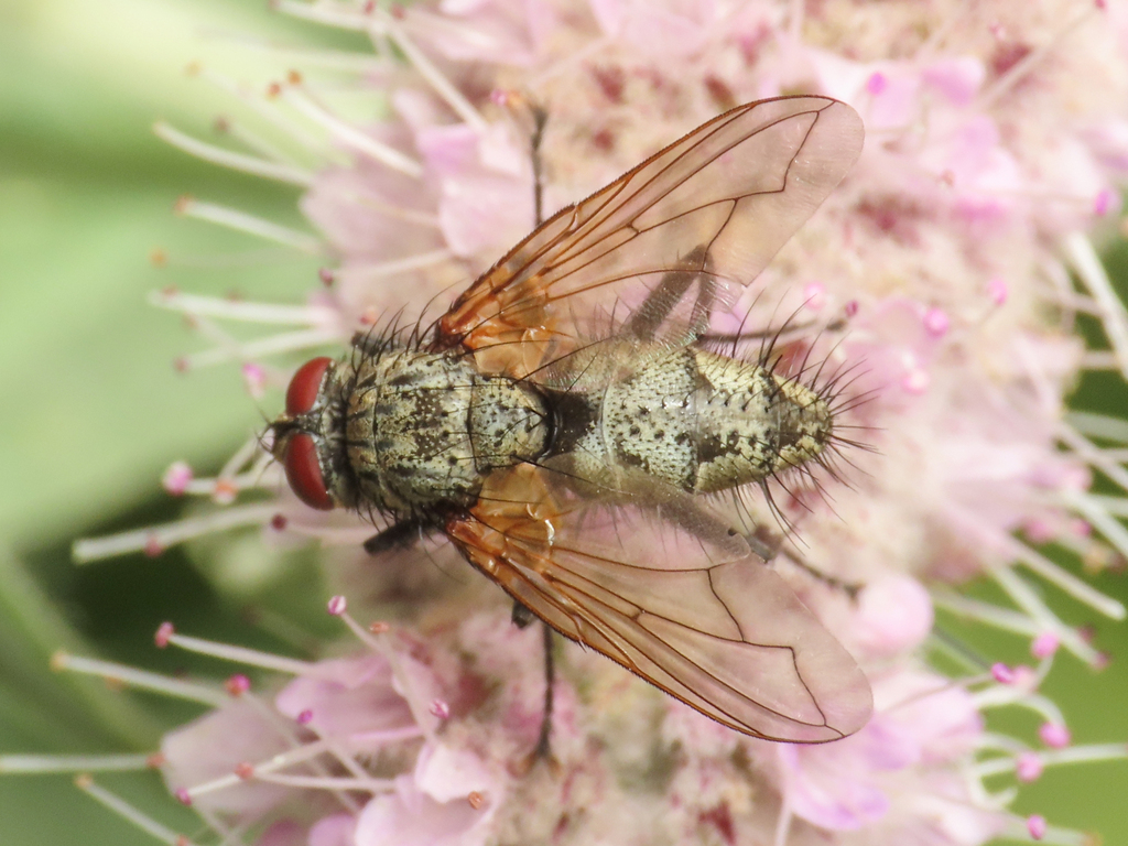 Estheria bohemani
