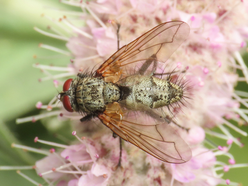 Estheria bohemani