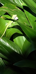 Anolis carolinensis