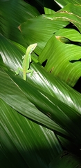 Anolis carolinensis