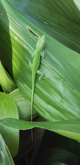 Anolis carolinensis